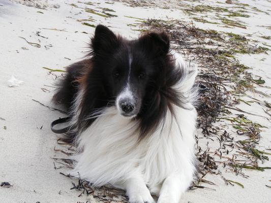 Jackson on Cape Cod beach