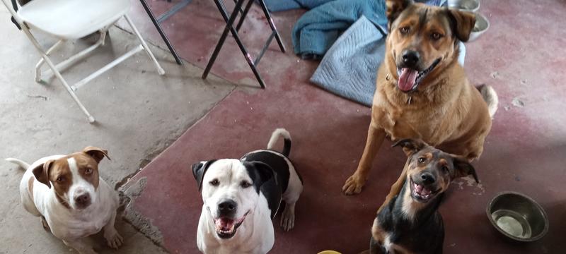 Waiting for their treats