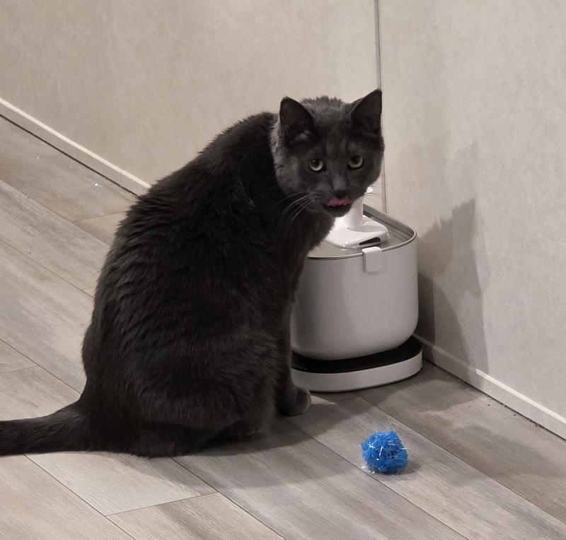 Clem Fandango licking his nose after drinking from the spout.