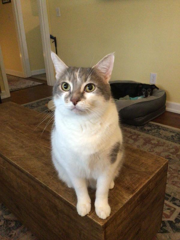 Henry, our FLUTD obstinate, fluff ball.