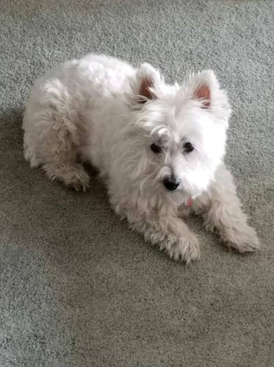 Our Wonderful Westie!