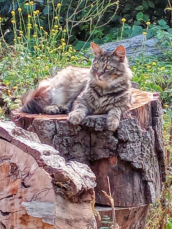 Scotty, naturally posing for the camera, 7 yo