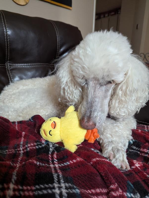 Chicky, her favorite