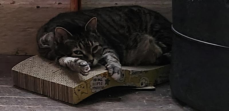 Dahli is comfy, cozy and warm during the winter.