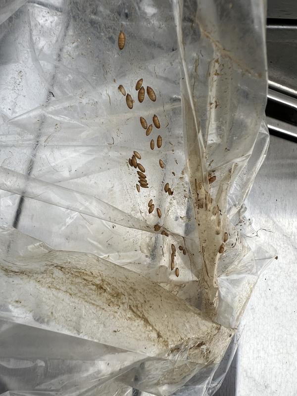 Bugs all over rug and in the bag!!