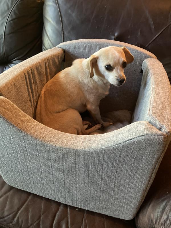 Grace - our chihuahua/beagle mix.