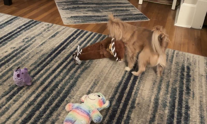 She loves dragging the toy around