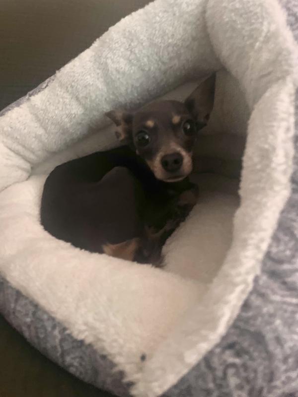 Makes her feel safe without confined.