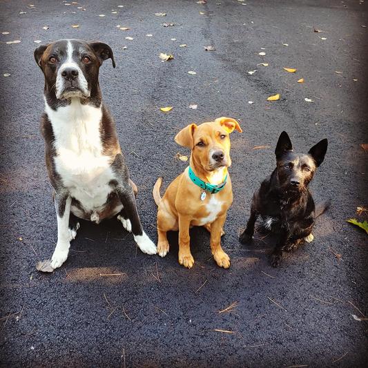 Nero in the middle wearing his teal collar!