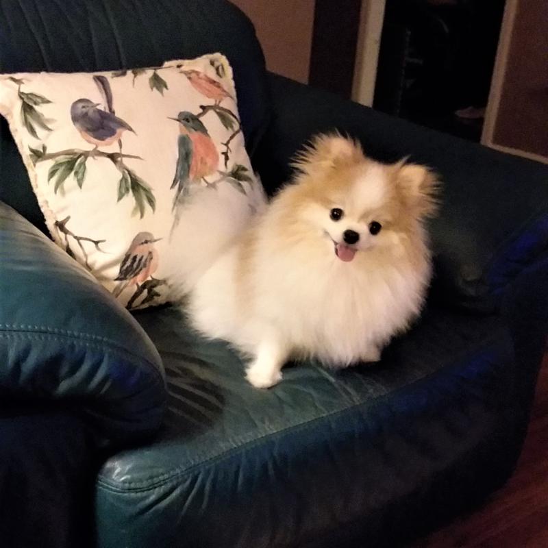 Susie waiting for dinner :)