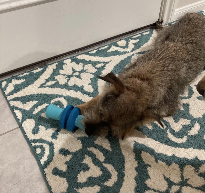 Little but mighty! My smallest dog typically demolishes the biggest chew toys. She carries this around but soon gives up trying to chew it. Same with my Golden Retriever.