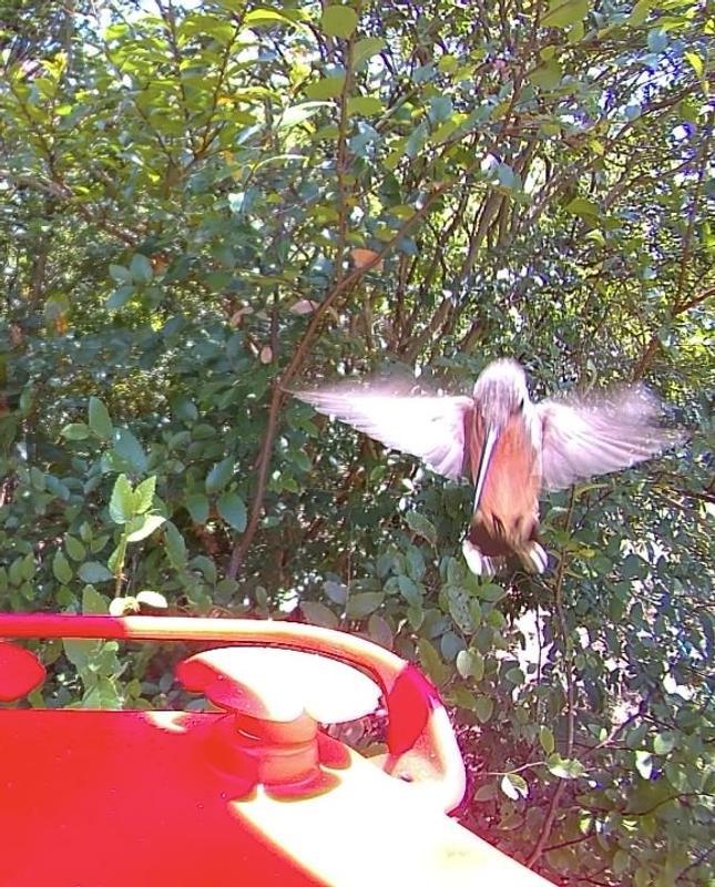 Does attrack hummingbirds