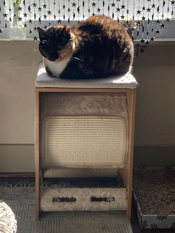 Luna sun-bathing on Frisco’s wooden tunnel