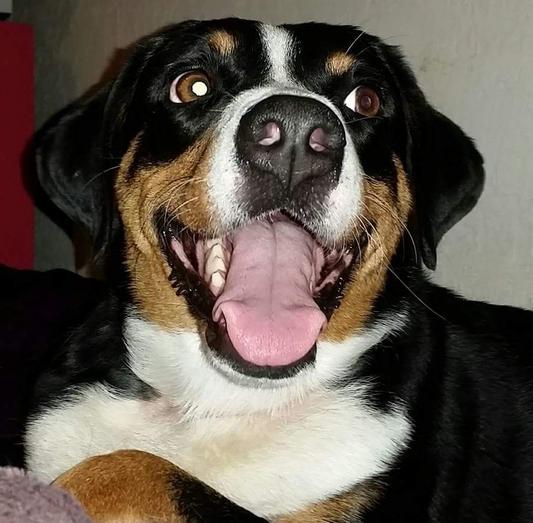 My Service Dog Usha loves her Pro Plan Weight Management Formula.