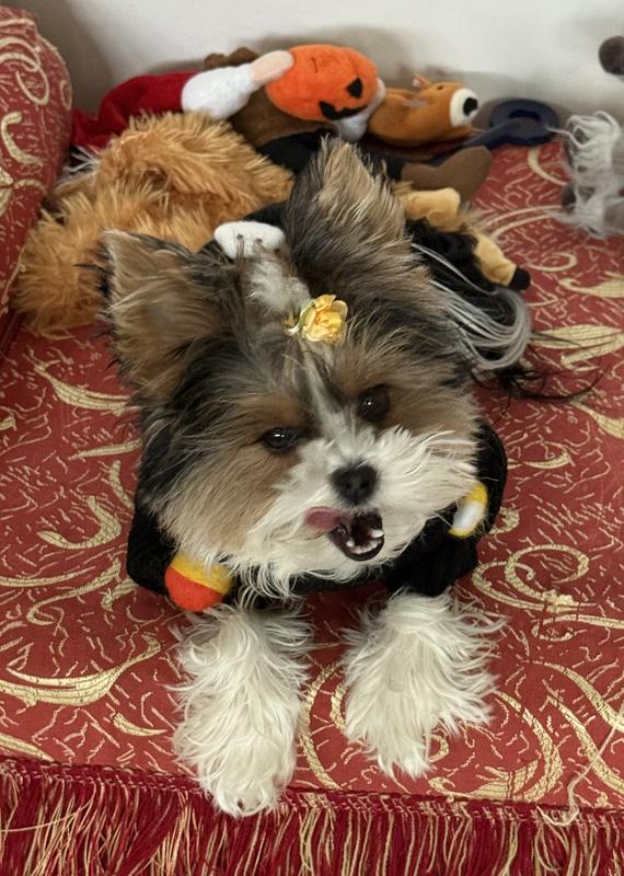 Coco and her sweater.