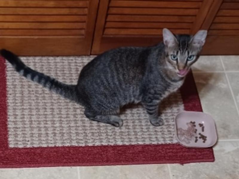 Ringo is licking his picky lips