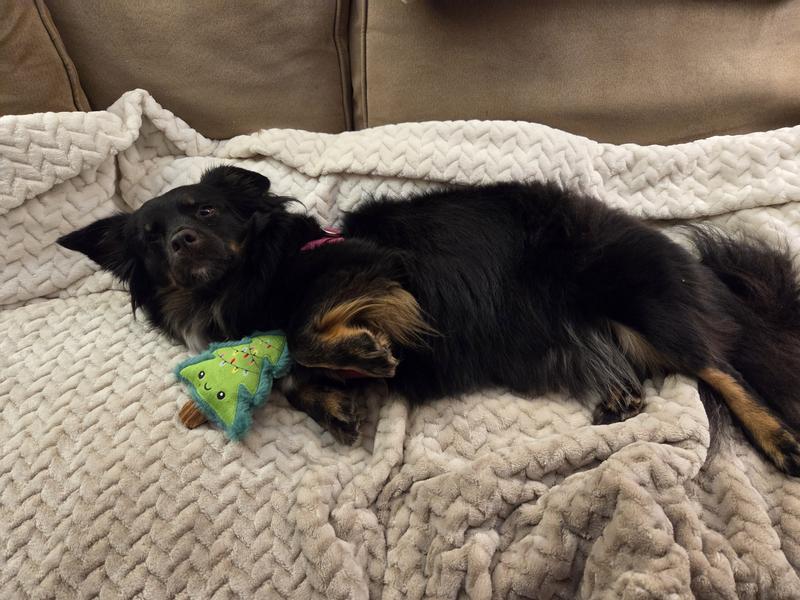 Dixie is about 20 lbs for size comparison