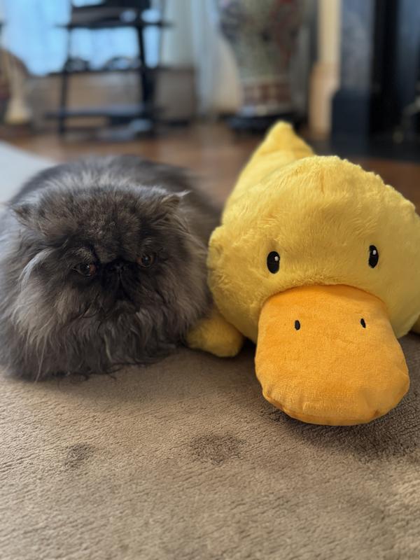 Kitty”s best friend