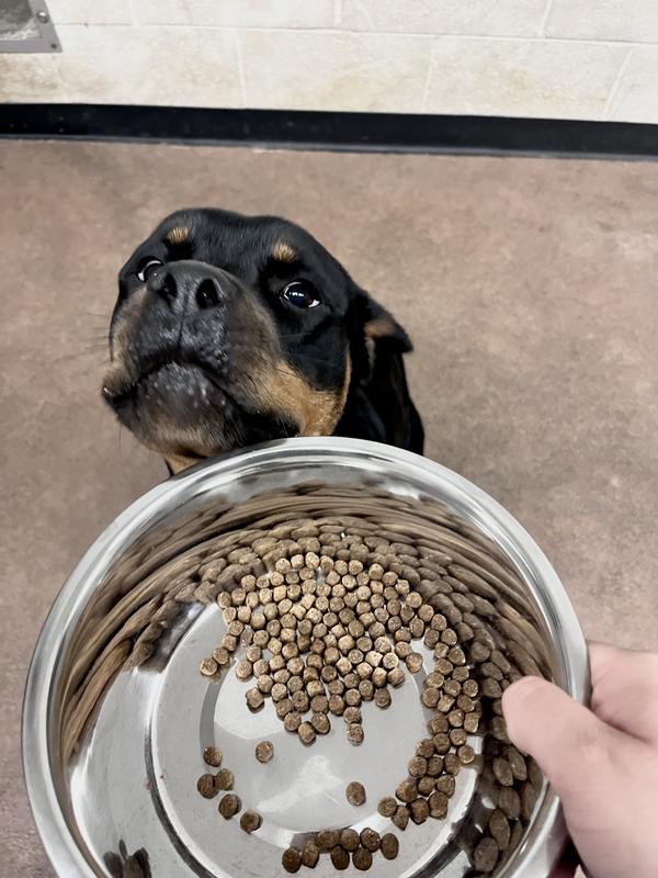 We’re so lucky to have a not picky dog at home too!