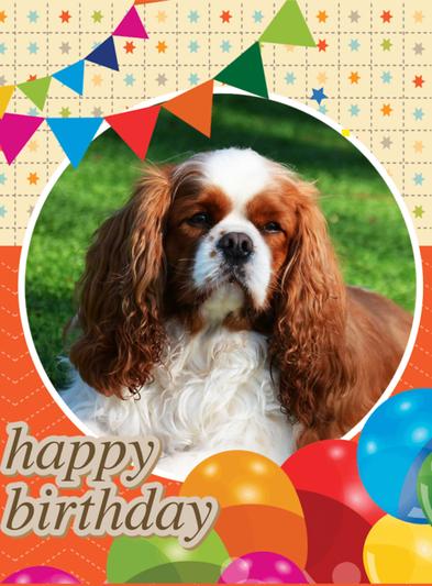 Spencer, my Cavalier