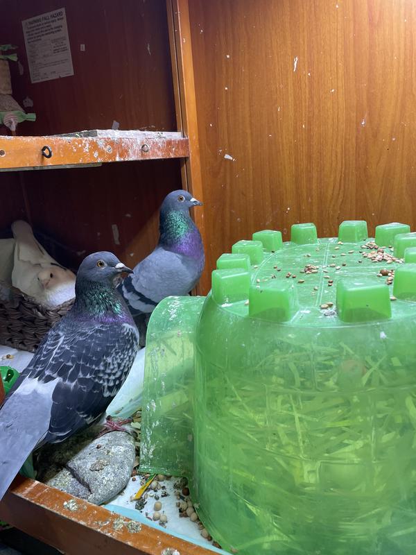 The pigeons showing off their nest in the igloo