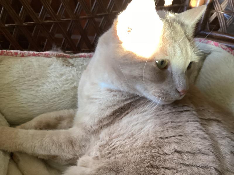 Just waking up after a long nap.