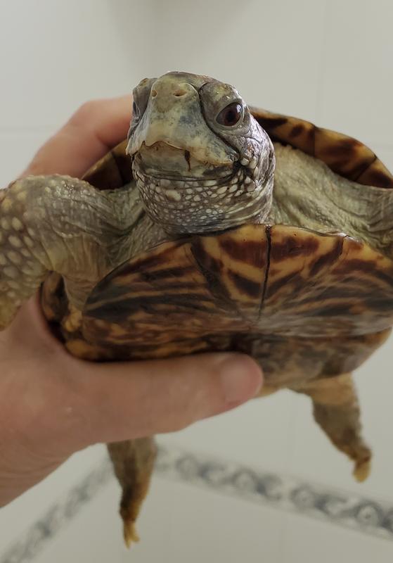 こぶとりページ ZOO MED Eco Earth Compressed Coconut Fiber Expandable Reptile
