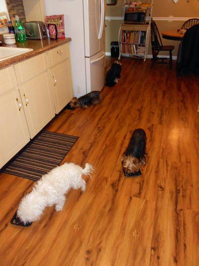 Our four babies eating their Freeze Dried Primal: Shih Tzu, Maltese and 2 Yorkies.