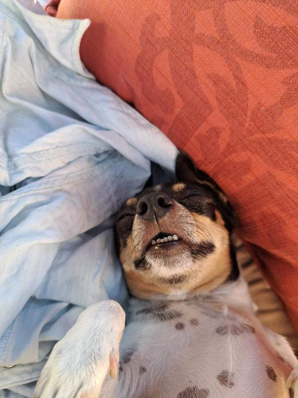 Tiny teefs