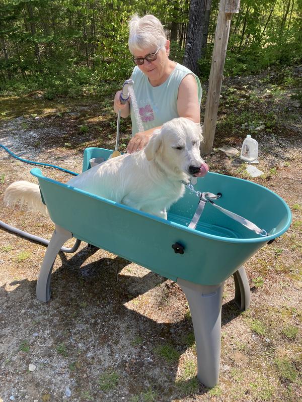 Petstores Elevated Dog Bath and Grooming Center, Medium - Teal - Bed Bath &  Beyond - 8372660