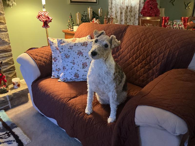 My Precious Cheyenne