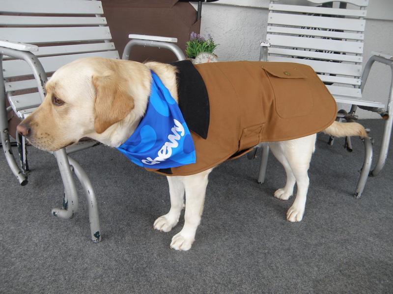 Canine hot sale carhartt coat