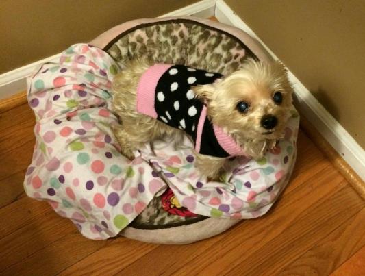 How much is that doggie in the window? Arf Arf Arf!