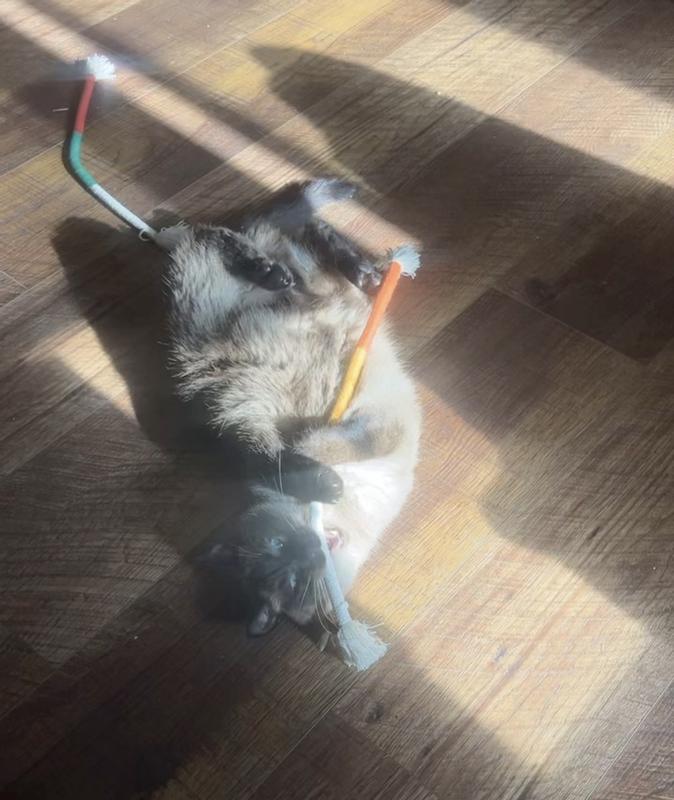 Squirt absolutely loves these chew ropes. He’s obsessed