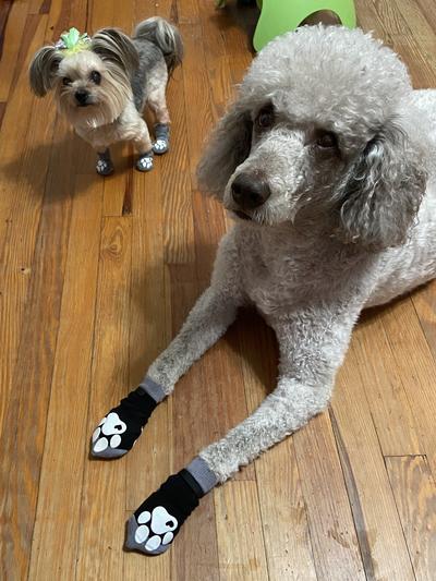 Bella (Shorkie) and Ezra (Labradoodle) rockin their comfy socks