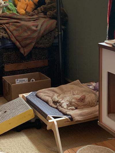 Nap time in my new bed!