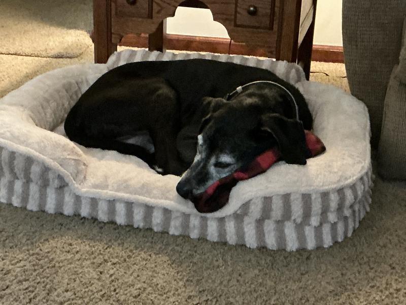 Settled in for evening TV time.