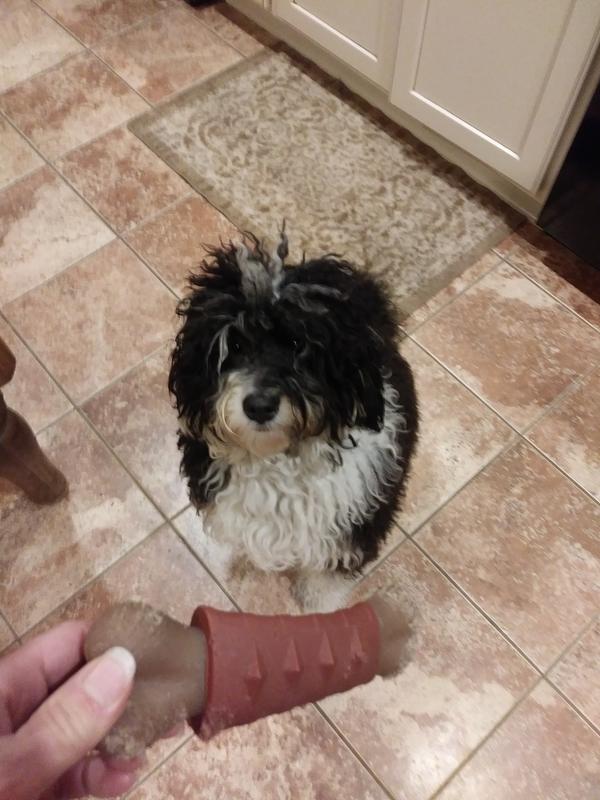 Olaf loves this Hartz Chompathon Diamondbite Bone