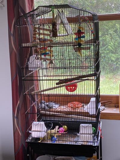Coco loves the cage and all of his toys