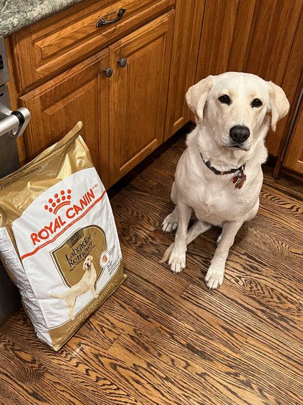 Cheapest royal canin labrador retriever sales