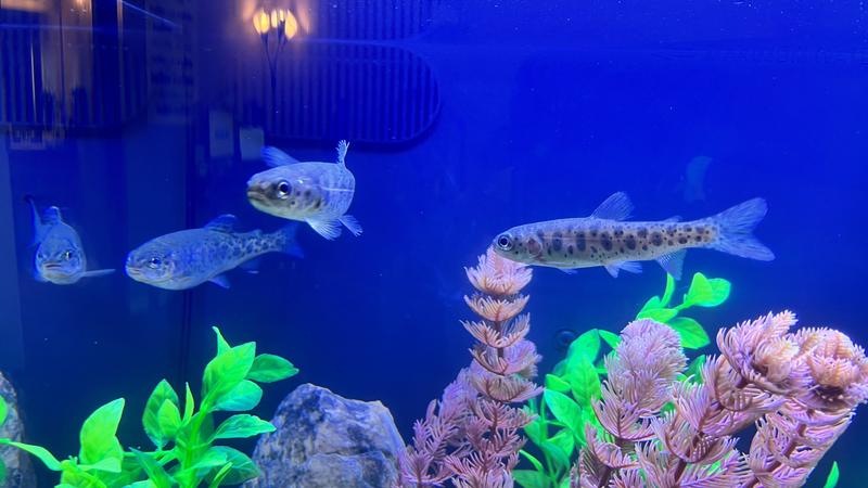 Out of Stock - JBJ AQUARIUM Nano-Cube DX LED Curved Glass Out of Stock - JBJ AQUARIUM Nano-Cube DX LED Curved Glass