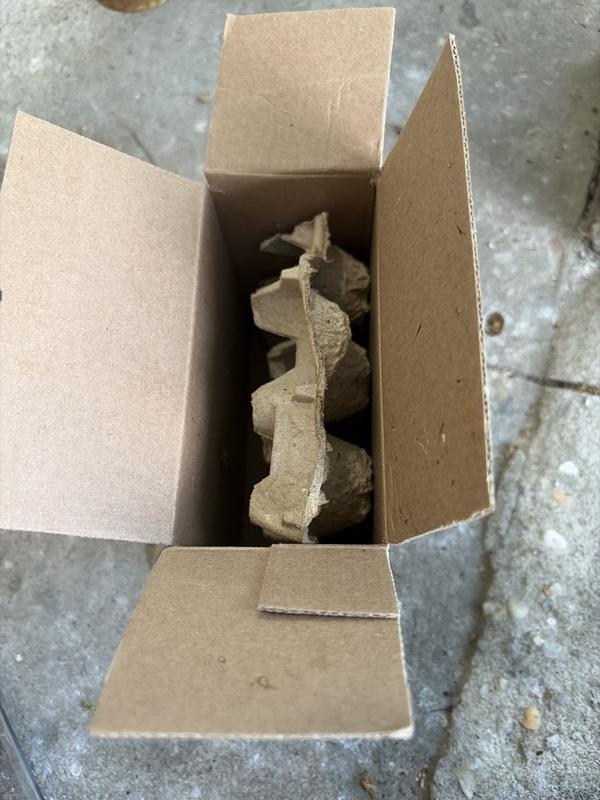 Crickets Packaged Loose In Box