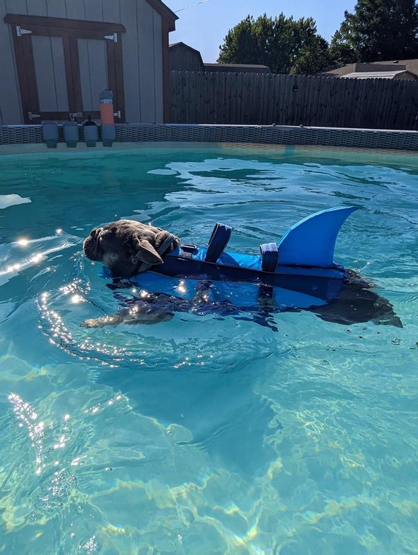 FRISCO Shark Dog Life Jacket, Gray, Large