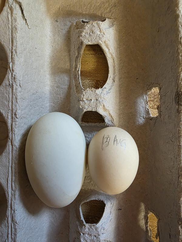 Left from Rouen Duck. Right from smaller Magpie