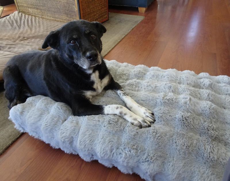 Had to coax her to lay on the bed