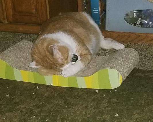 Napping after he filled his belly