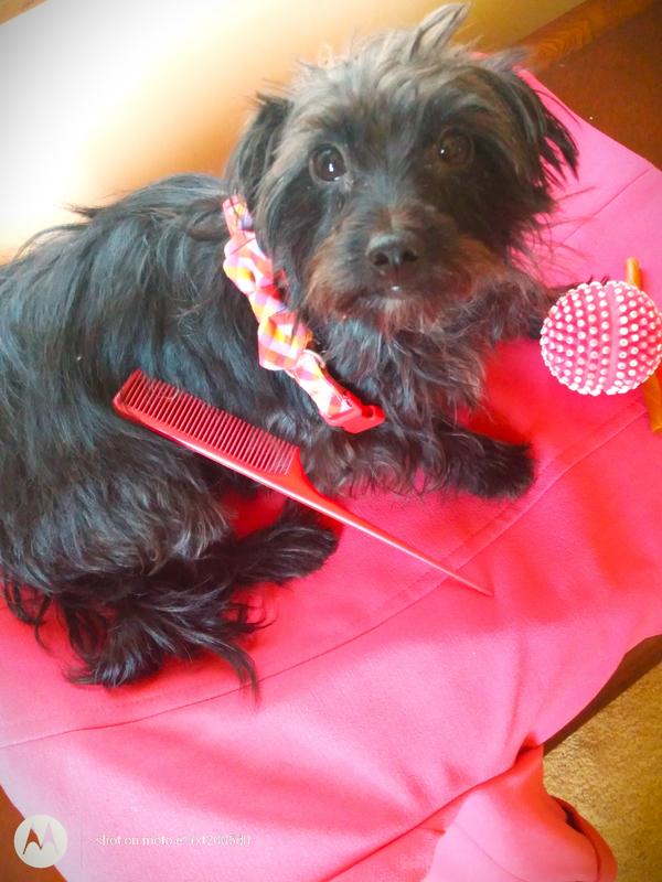 Sadie on Valentine's Day!  Pretty in Pink.  (I don't really use MY comb on her)