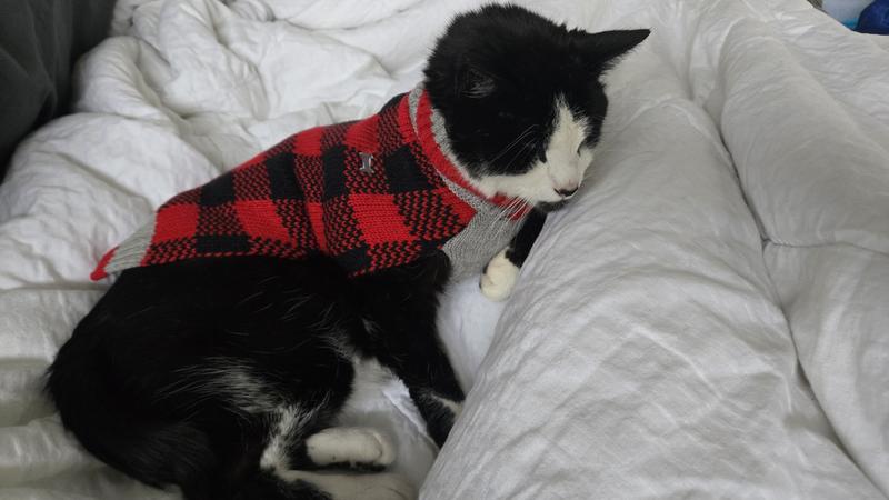 Vesper cozy in his sweater on our first Snow Day!