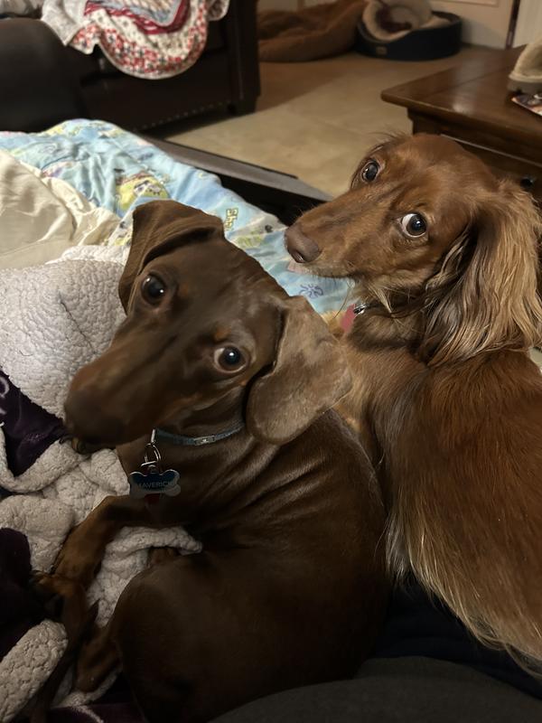 Goose(Long hair) and Maverick are 5 year old brothers