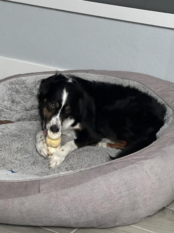 Dog enjoying bully stick